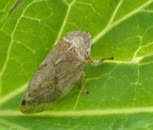 Philaenus spumarius